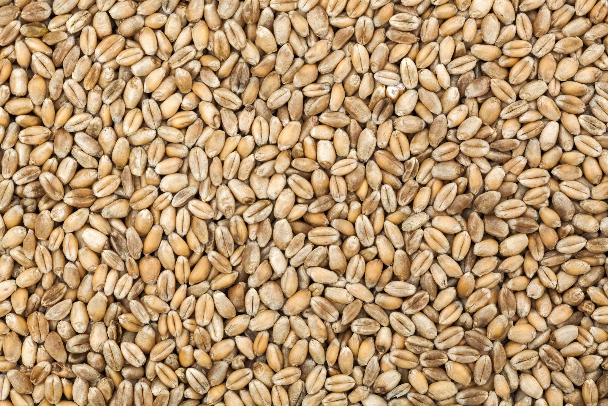 Barley